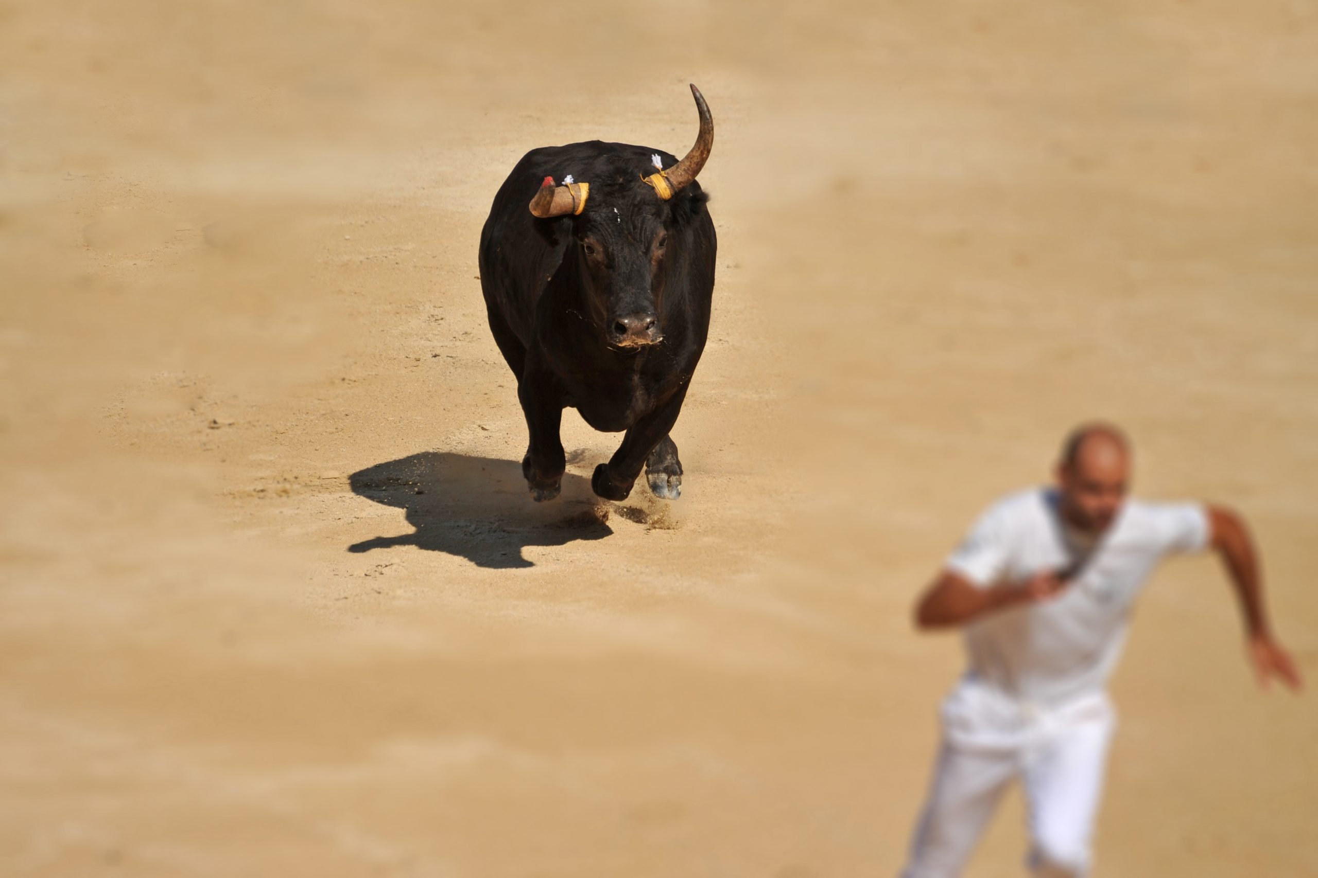 bitcoin bull run