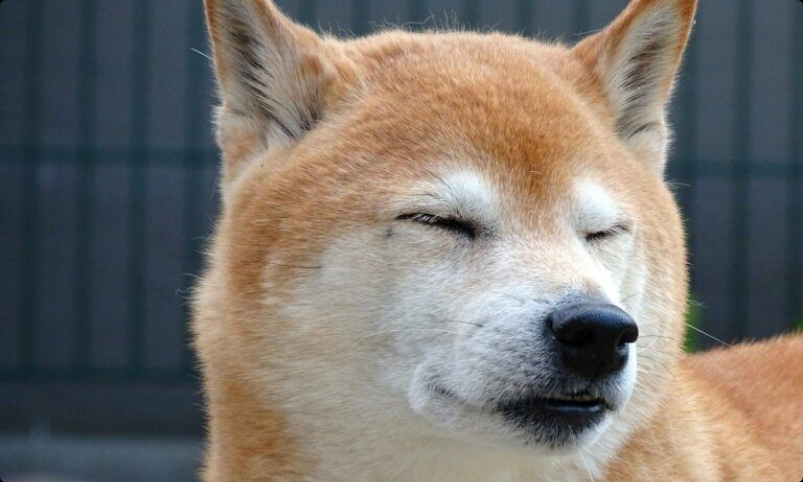 Shiba Inu