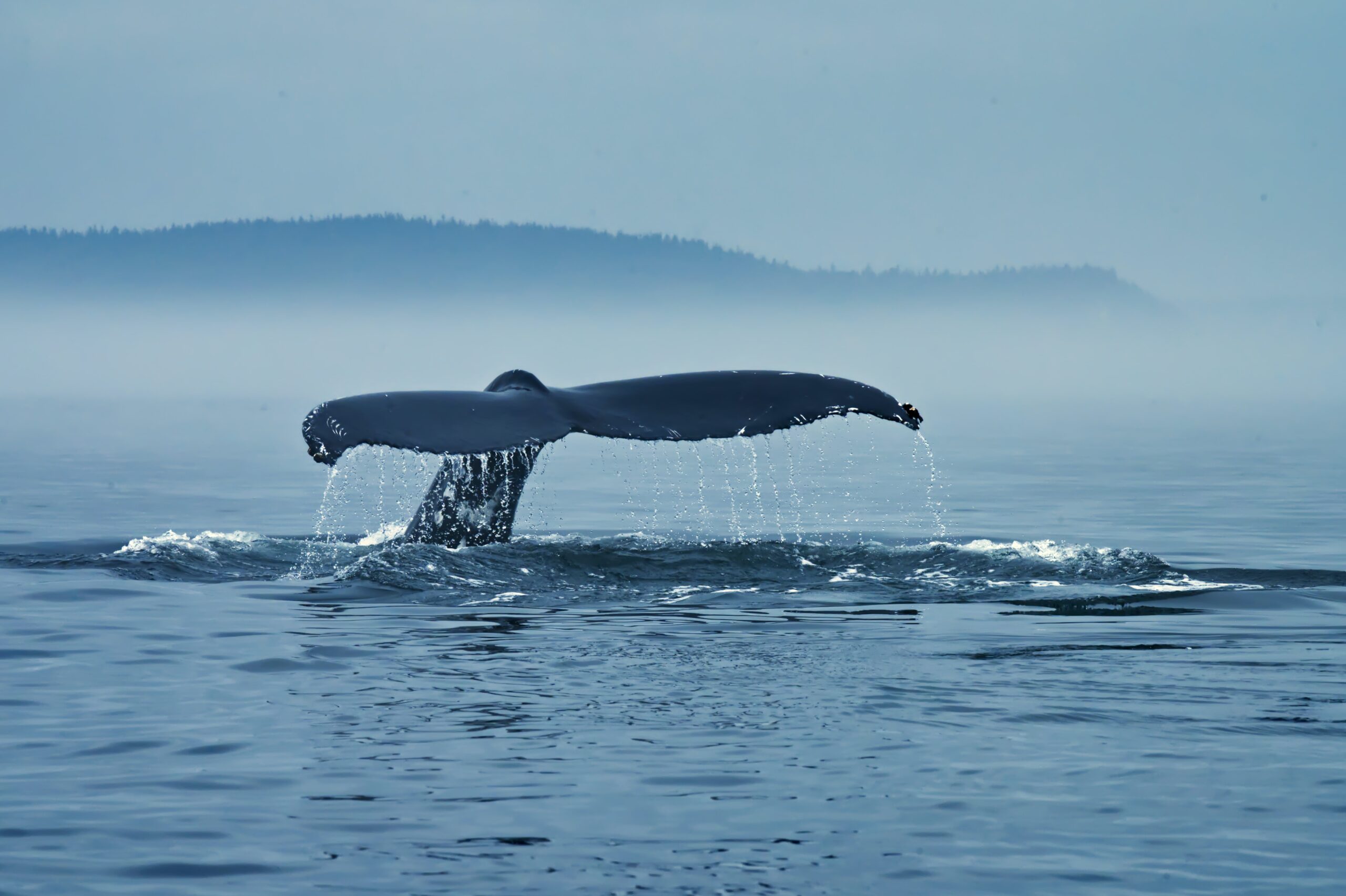 Bitcoin Whales