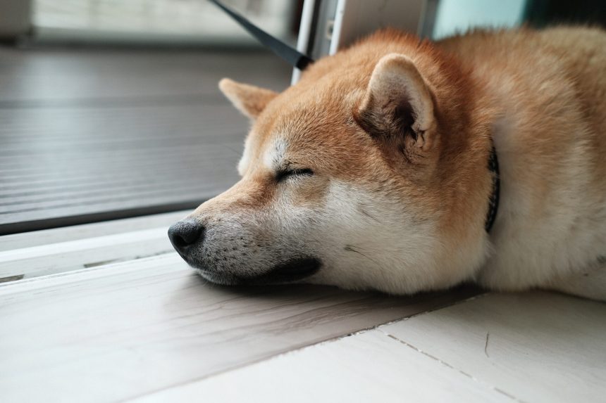 Shiba Inu SHIB