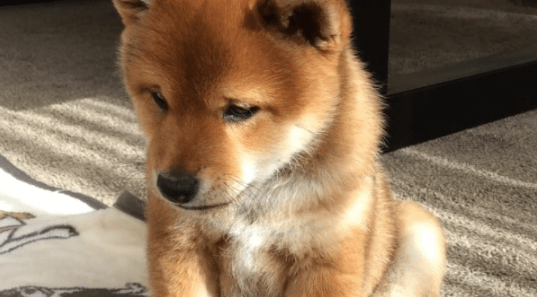 Shiba Inu