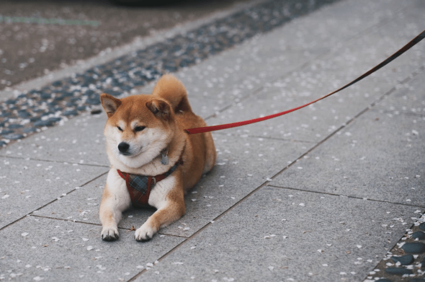 Shiba Inu