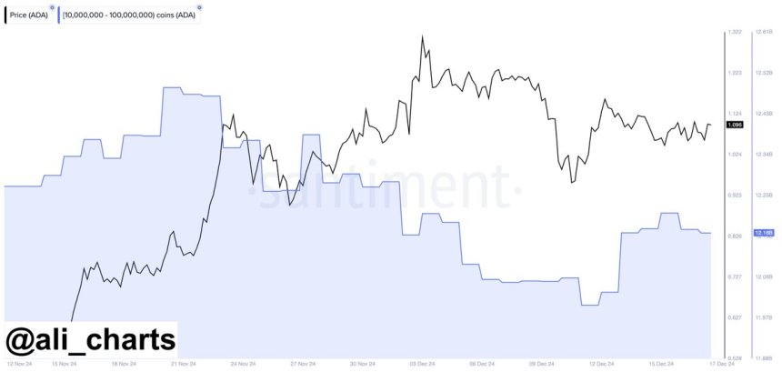 Cardano whale activity 