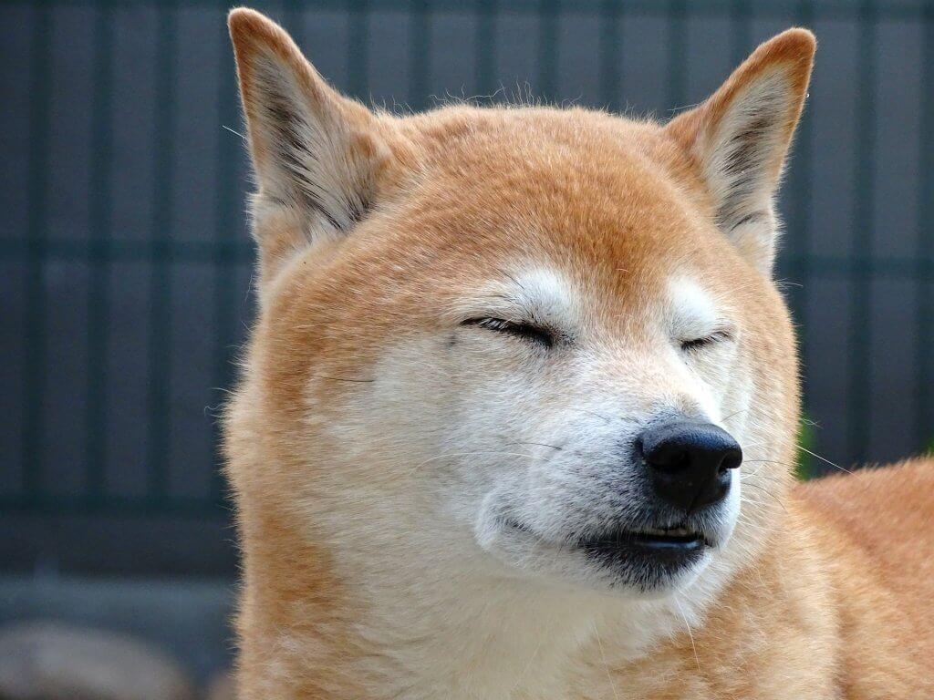 Shiba