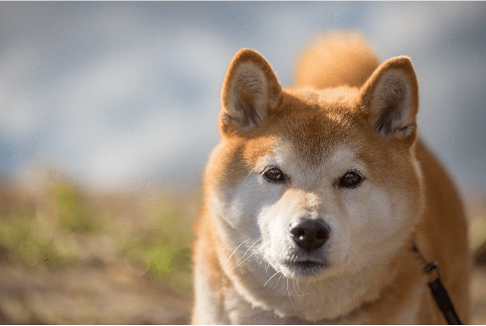 Shiba Inu