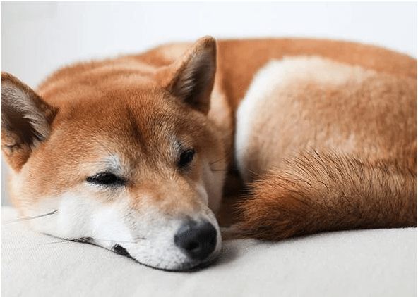 Shiba Inu