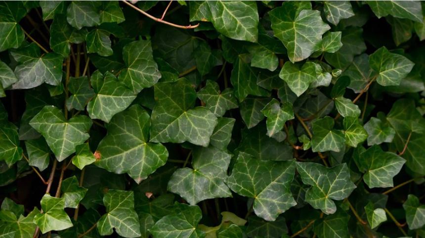 Hedera