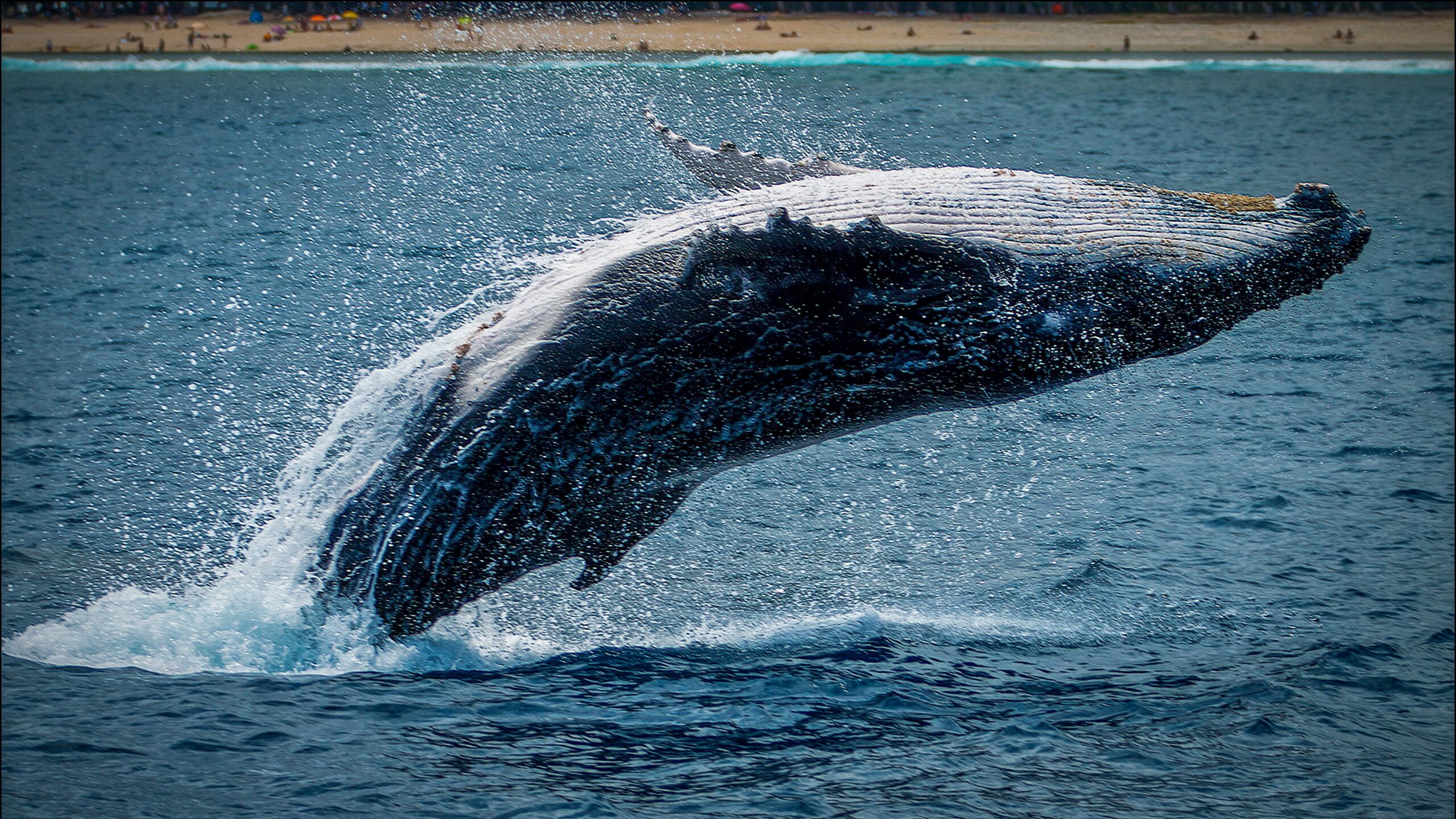 Litecoin Whale