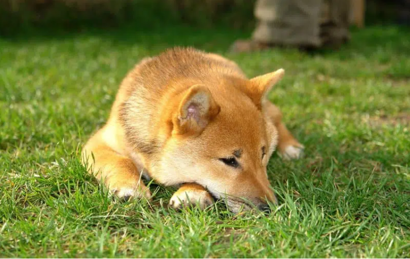 Shiba Inu