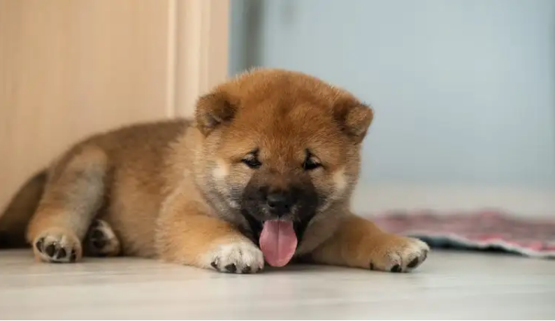 BabyDoge