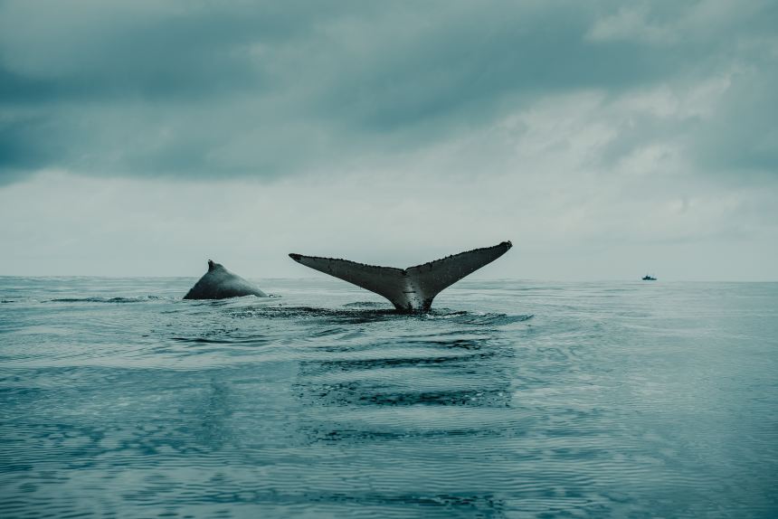 Ethereum Whales