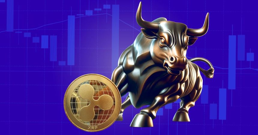 XRP bull