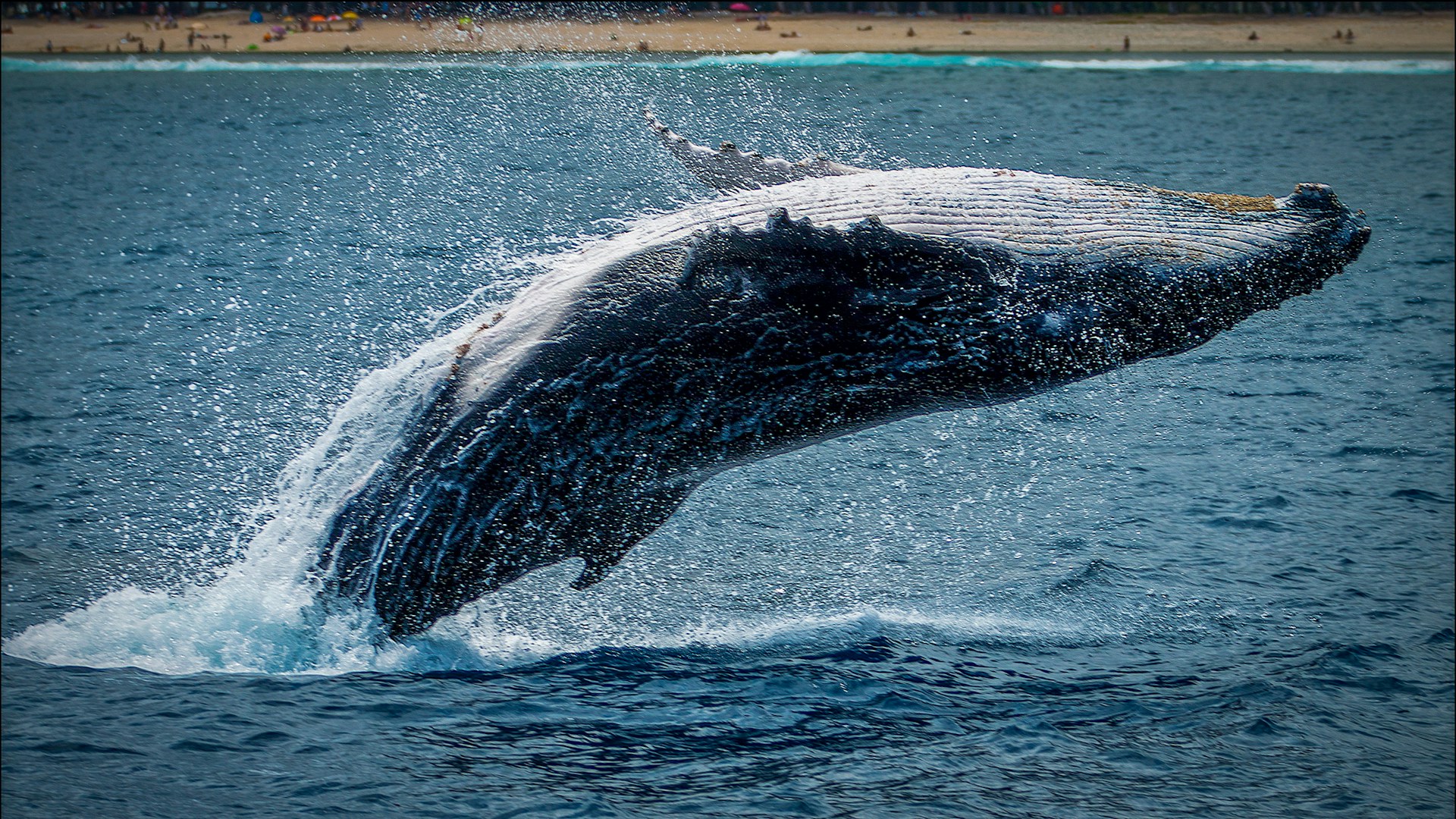 Bitcoin monster whale Susquehanna